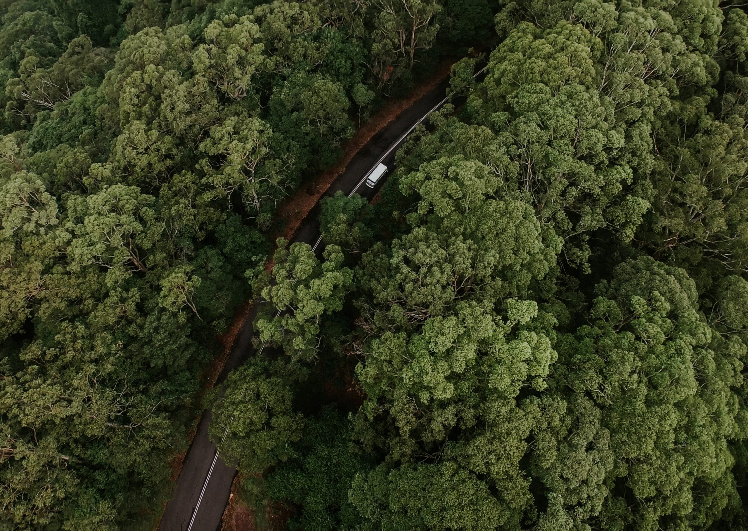 Sunkvežimis, važiuojantis keliu per mišką